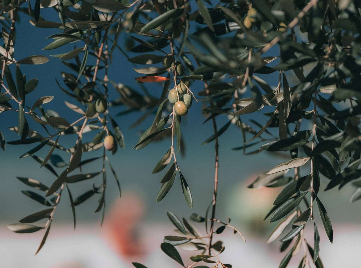 4 Ottobre: la domenica dell'ulivo