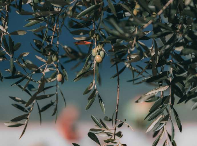4 Ottobre: la domenica dell'ulivo
