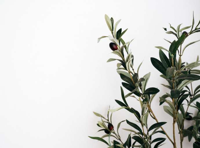 Entriamo nella Settimana Santa 